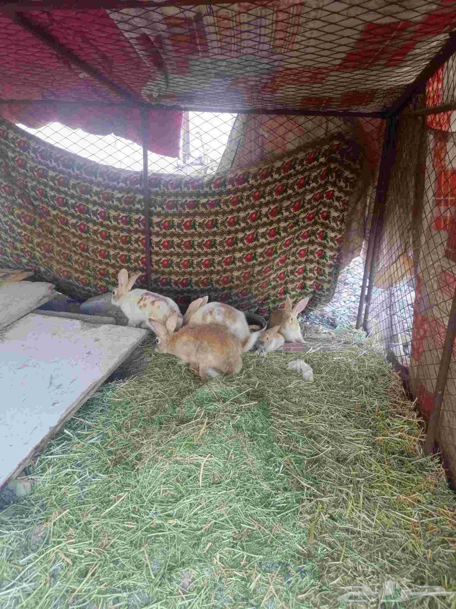 There are 3 large rabbits and 3 small ones for sale, I will add it63713768964738112
