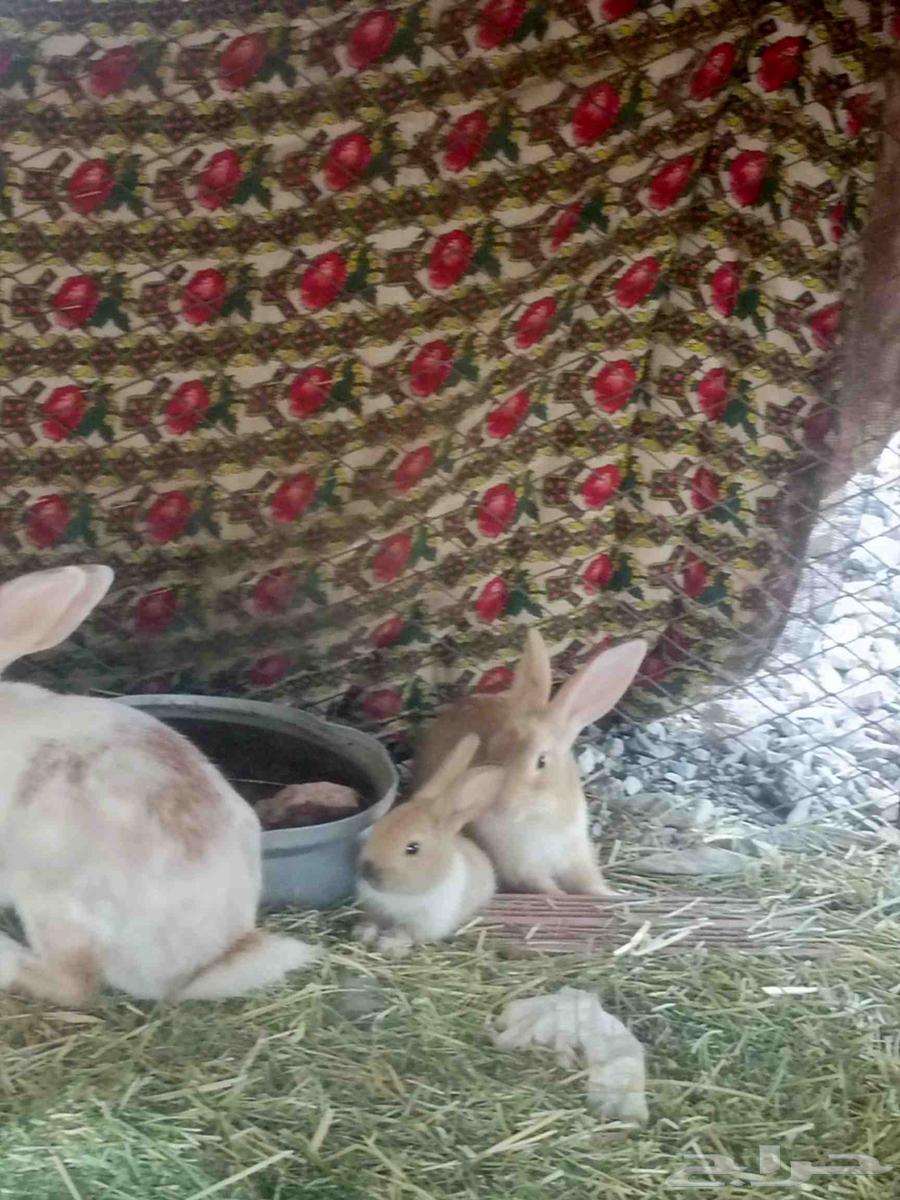 There are 3 large rabbits and 3 small ones for sale, I will add it63713768964738110