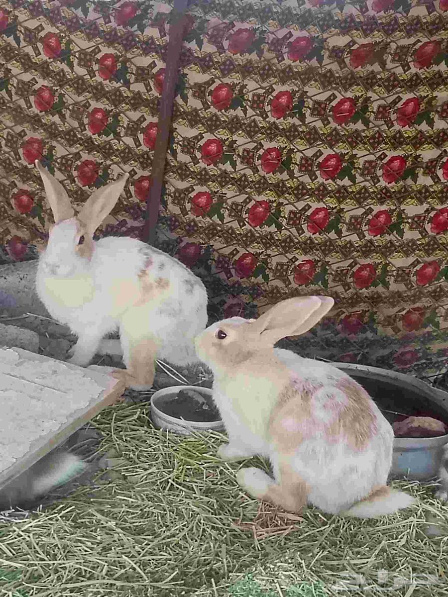 There are 3 large rabbits and 3 small ones for sale, I will add it63713768964738111