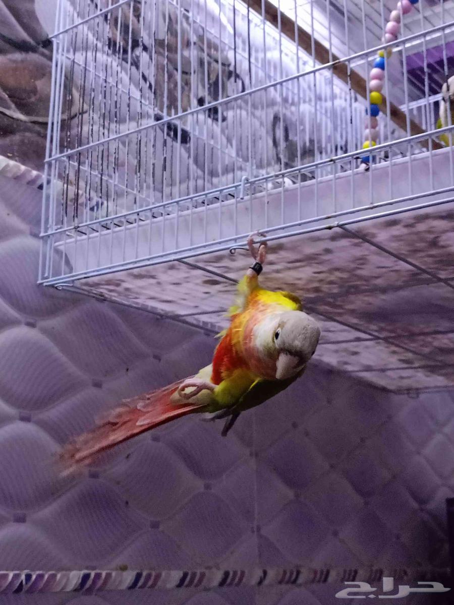 طير كنيور انناس للبيع63715192938497110