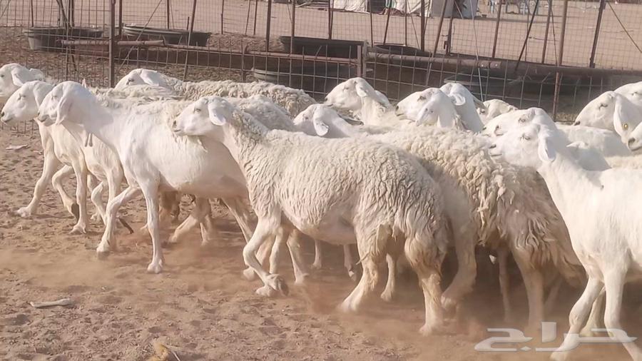 52-head sheep flock for sale, 3 under, 2 rams, in Makkah Al-Mughrim area63715462829059111