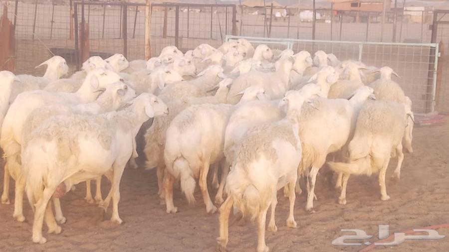 52-head sheep flock for sale, 3 under, 2 rams, in Makkah Al-Mughrim area63715462829059110