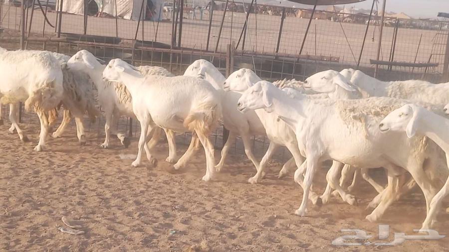 52-head sheep flock for sale, 3 under, 2 rams, in Makkah Al-Mughrim area63715462829059113