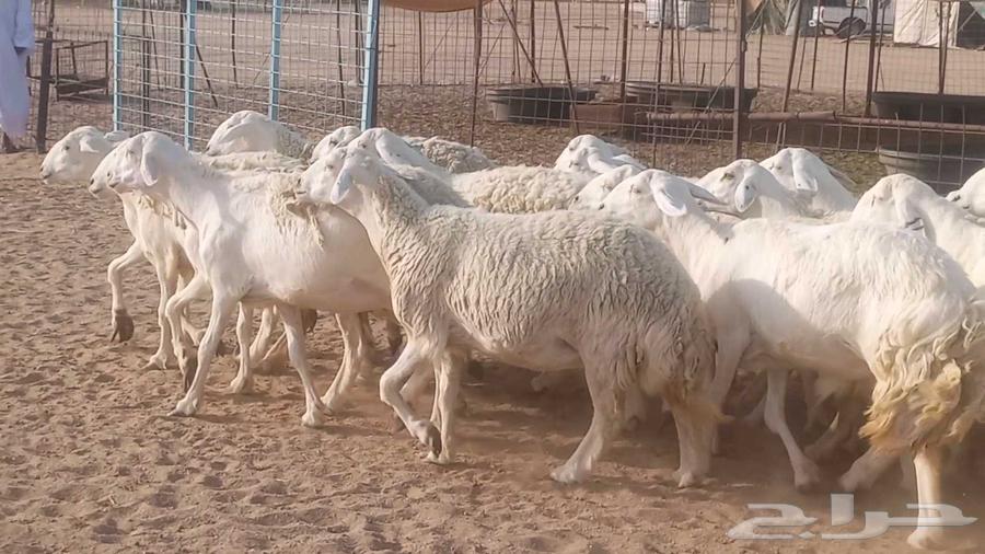 52-head sheep flock for sale, 3 under, 2 rams, in Makkah Al-Mughrim area63715462829059112