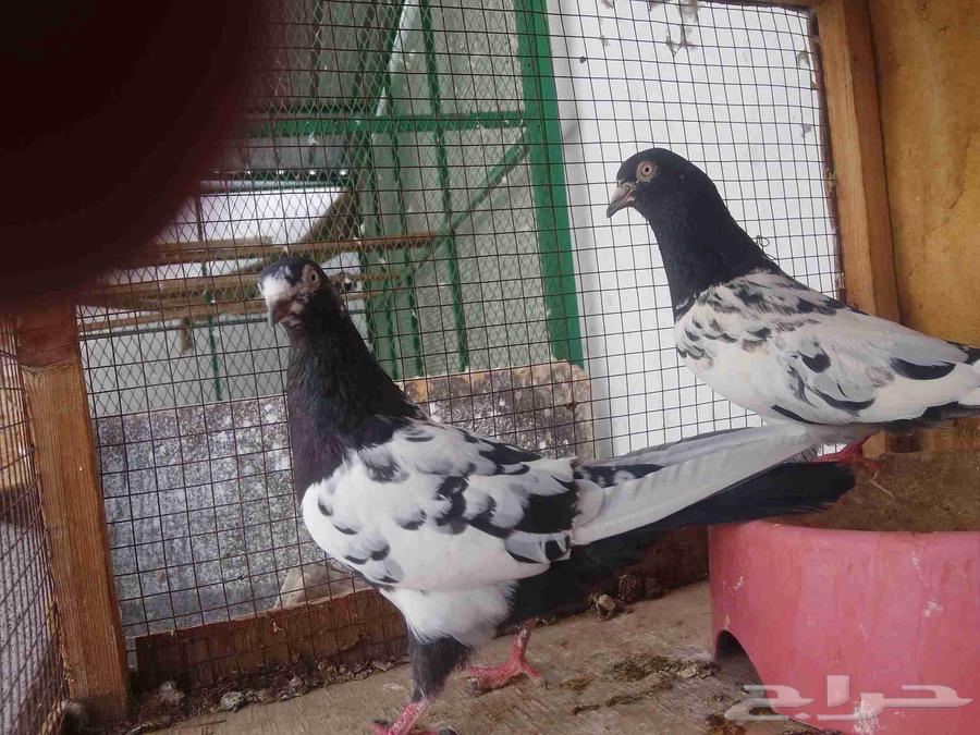 Pure Rambouri Dates Pair63714908355459112