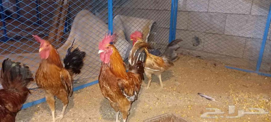 ديوك منوعه للبيع63716107193857110