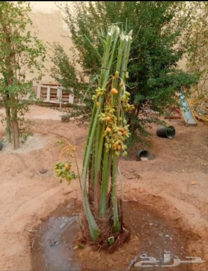 نخل للبيع بجميع انواعه الفاخره63716189347458113
