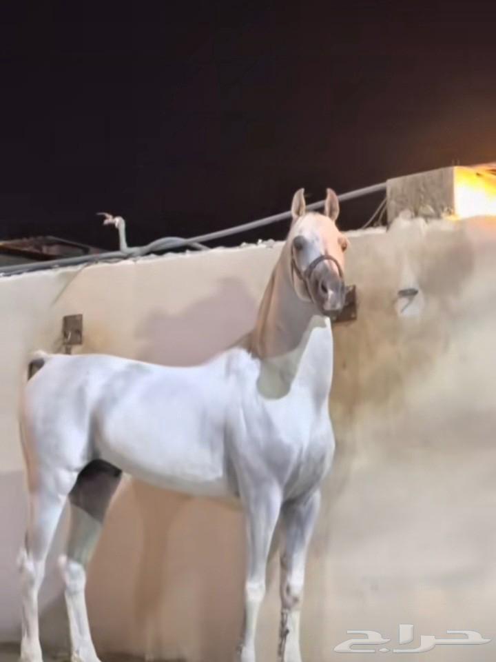 ابي خيل شعبي او أنجليزي هدي مبتعدا 2700ريال63708749969411110