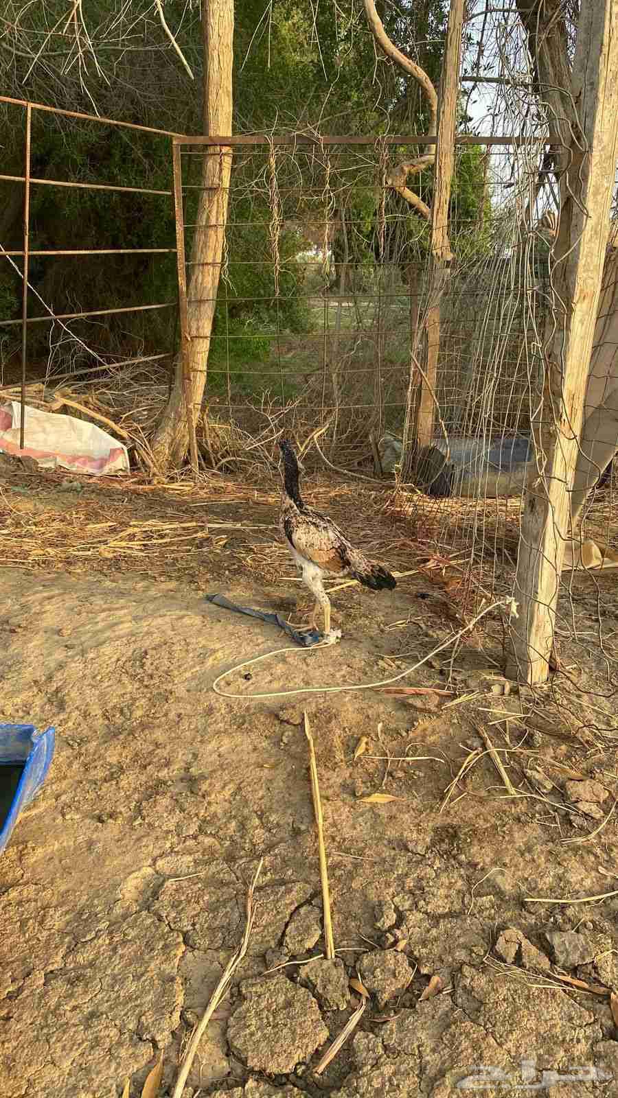 Sindhi Pure Chicken on Sum63716953069825110