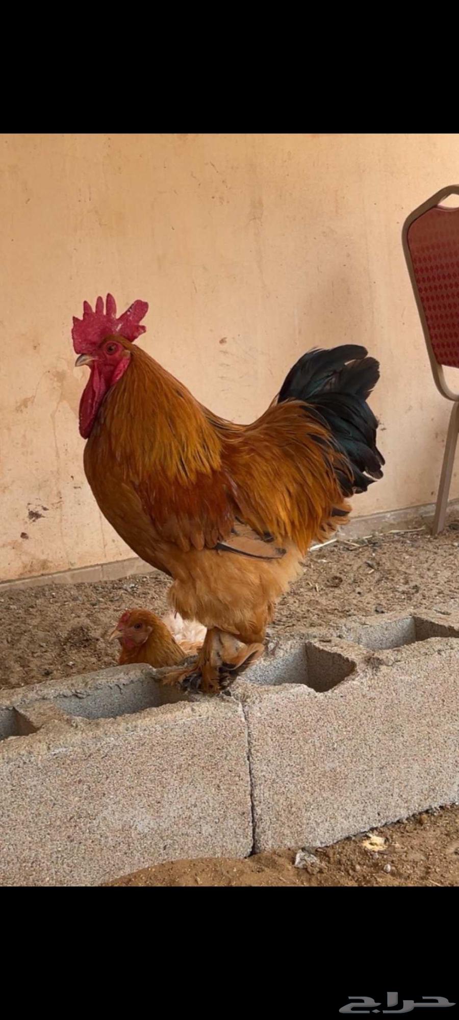 ديك براهما بوف تم البيع تم البيع63724577074049110