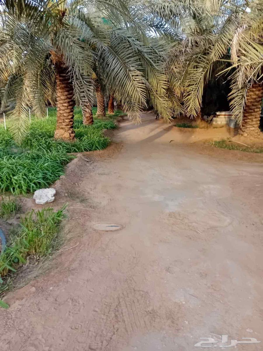 مزرعة للبيع