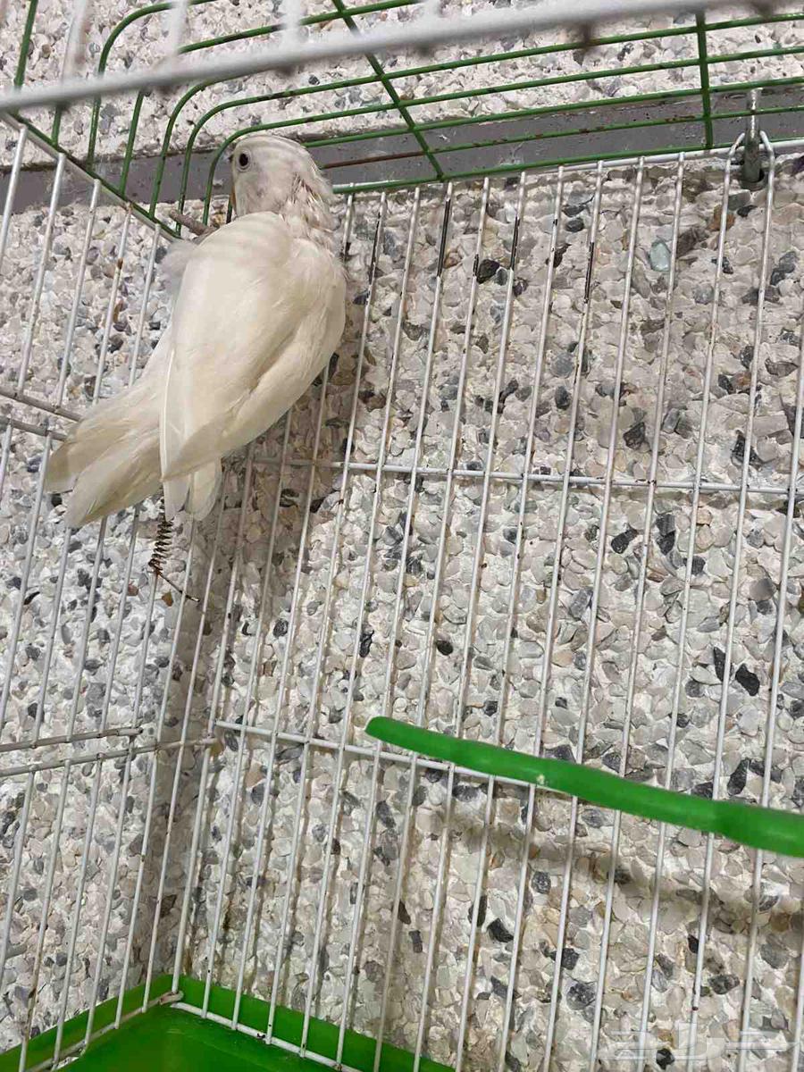 بغباء (البينو فيشر) بس 140ريال63723168419203112