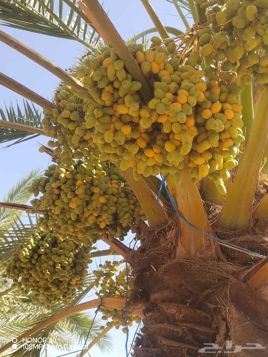 Tamr Barhi Al-Qassim, large quantity, price per palm tree 250 SAR63725255657987112