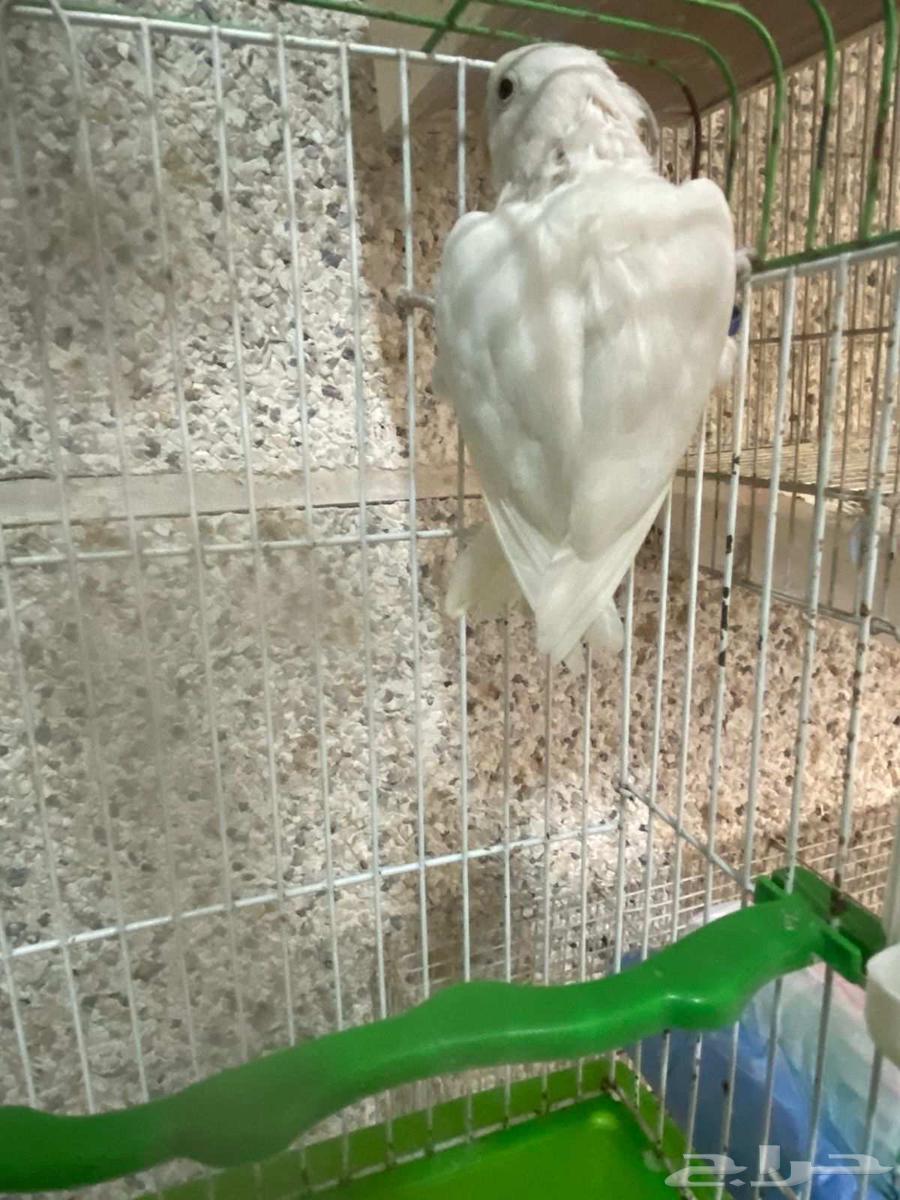 بغباء (البينو فيشر) بس 140ريال63723168419203113