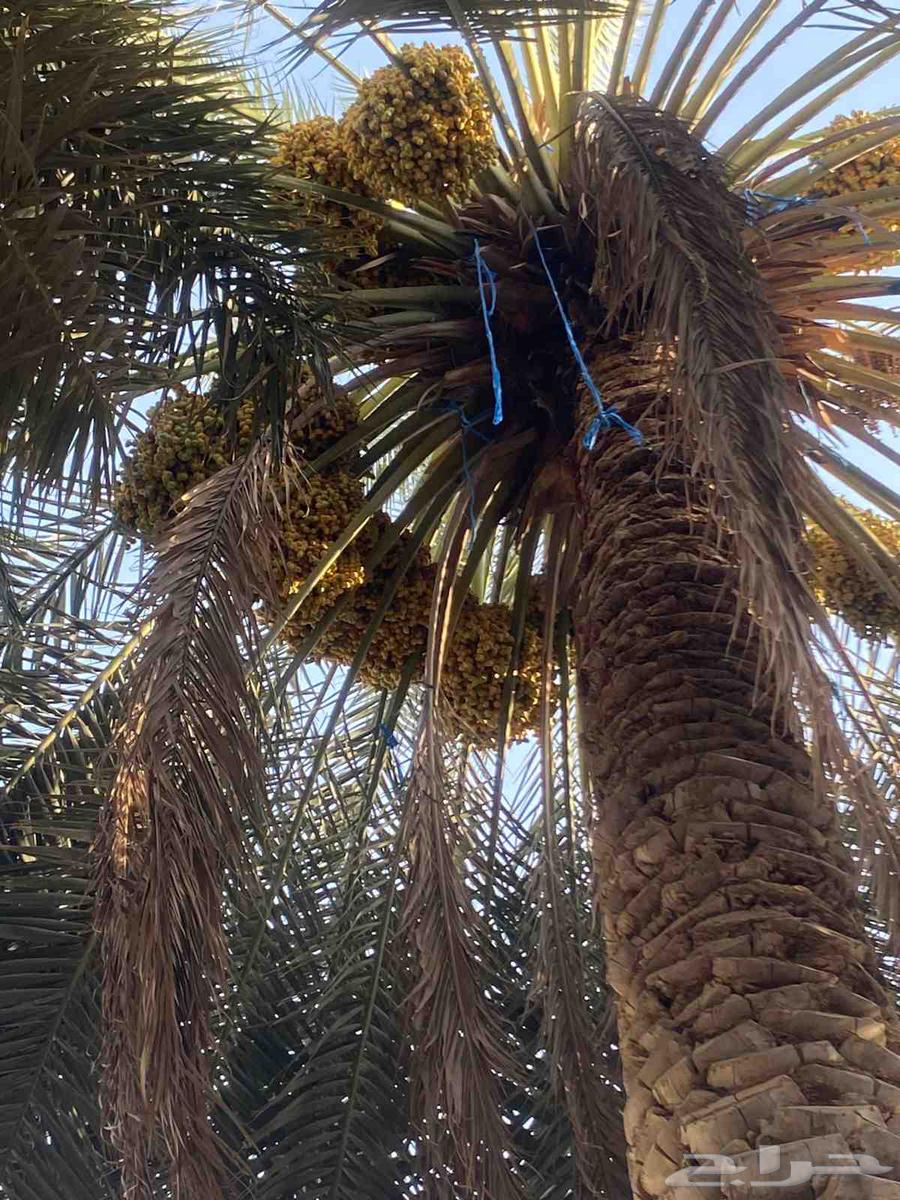 Tamr Barhi Al-Qassim, large quantity, price per palm tree 250 SAR63725255657987111