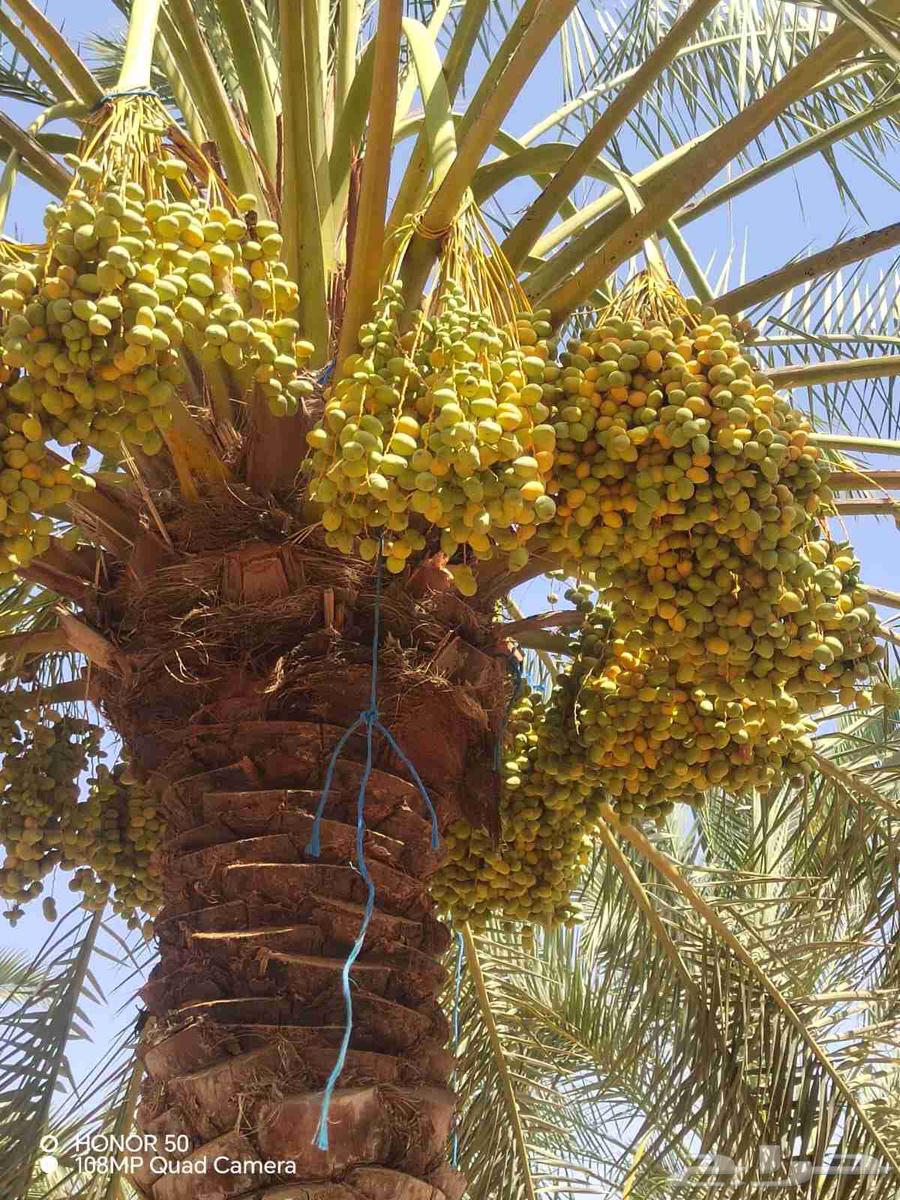 Tamr Barhi Al-Qassim, large quantity, price per palm tree 250 SAR63725255657987110