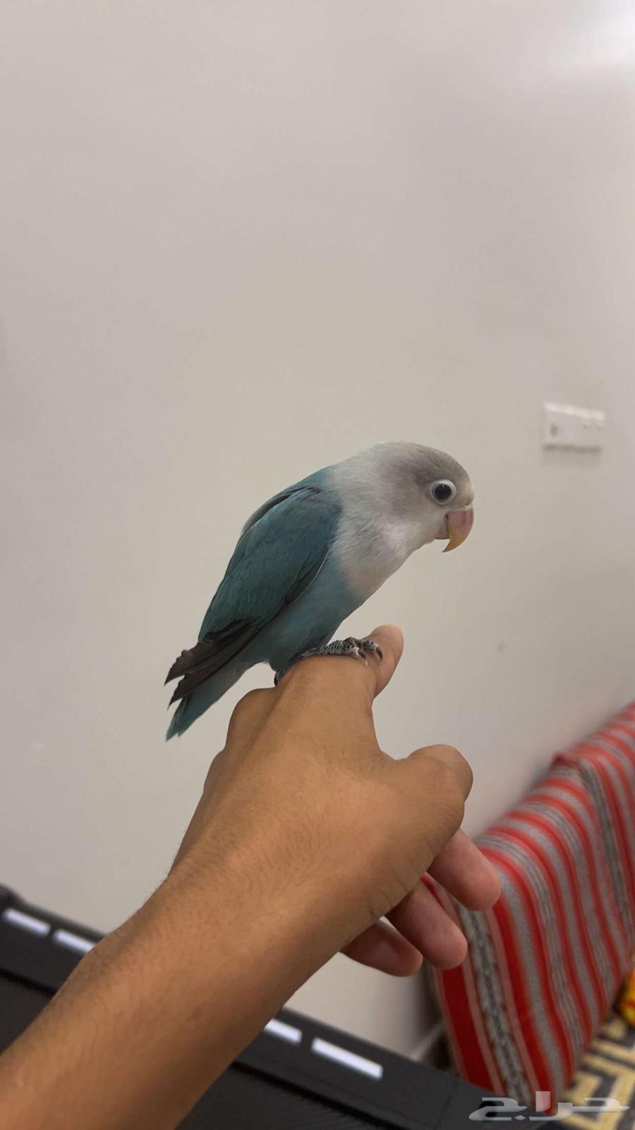 Fisher with a third of white, black, and blue colors, slightly aged, 250 riyals63718835669122110