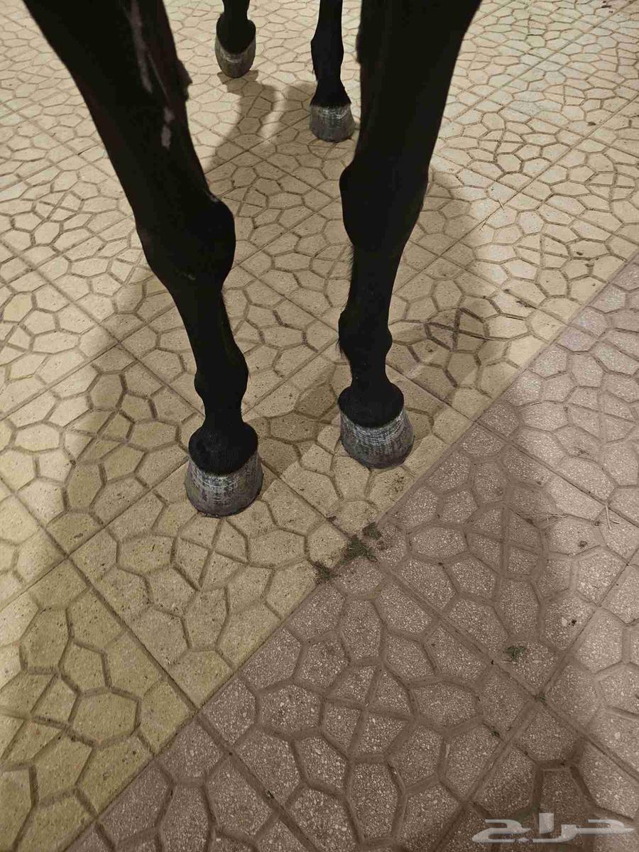 فرس شعبيه دهماء تم البيع63722707068929112