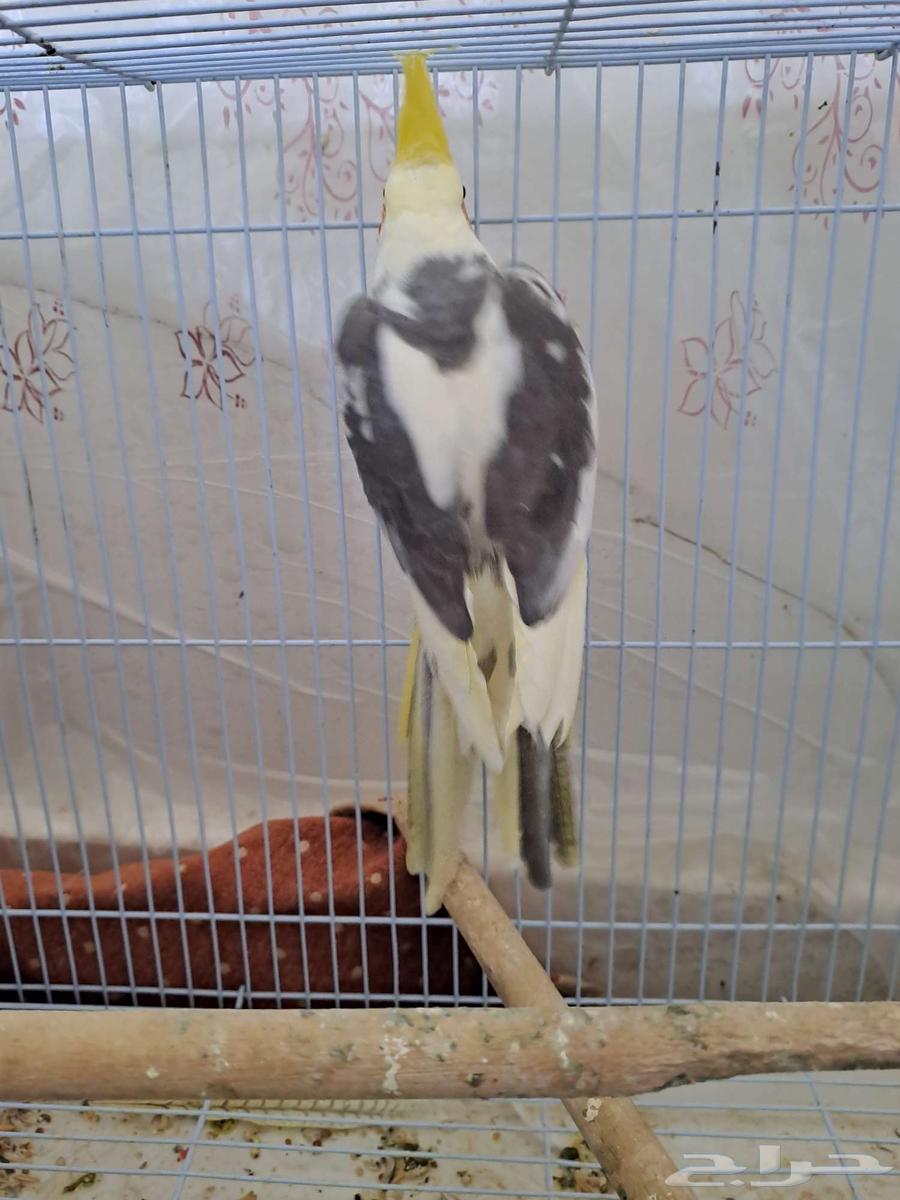 Two Krovan males ready for breeding, don't miss out63722981409793110