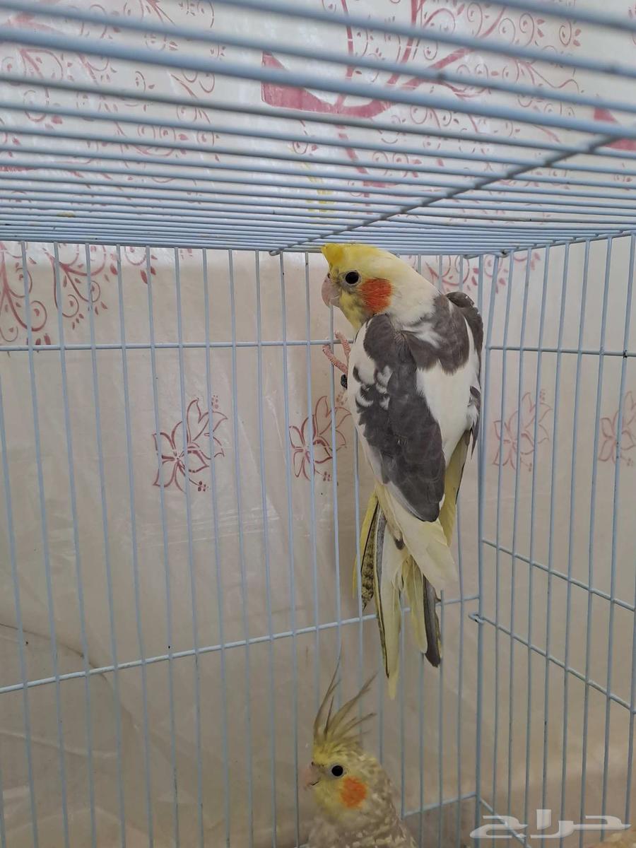 Two Krovan males ready for breeding, don't miss out63722981409793113