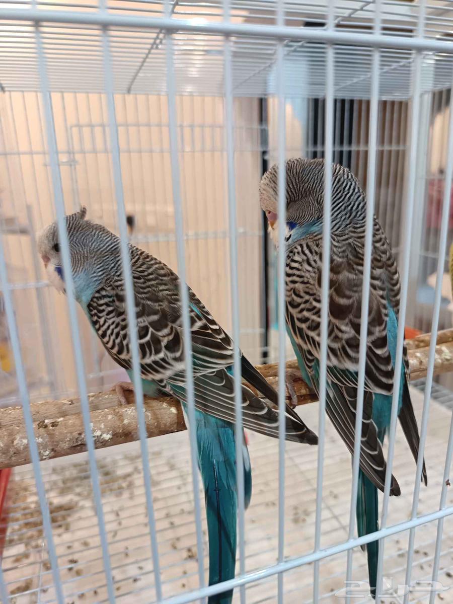 طيور حب بادجي ذكور63722707007233110