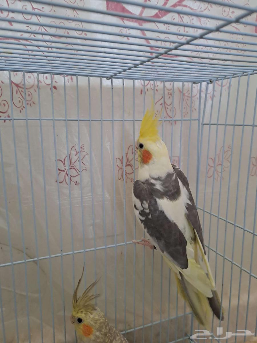 Two Krovan males ready for breeding, don't miss out63722981409793111