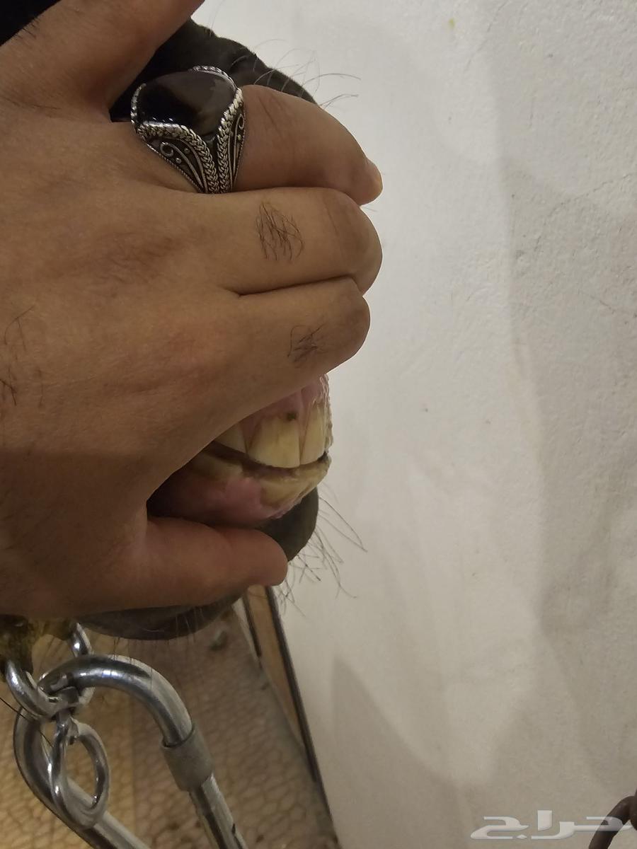 فرس شعبيه دهماء تم البيع63722707068929113
