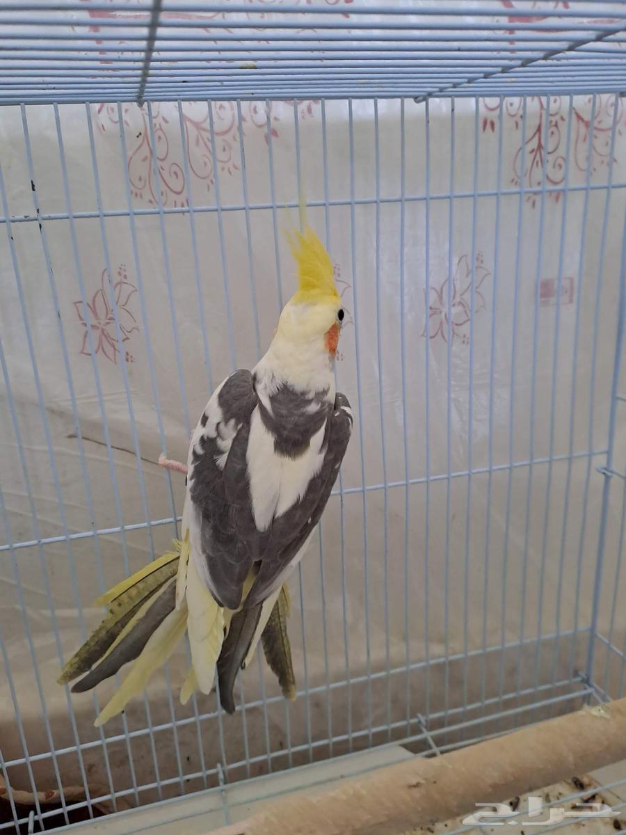 Two Krovan males ready for breeding, don't miss out63722981409793114