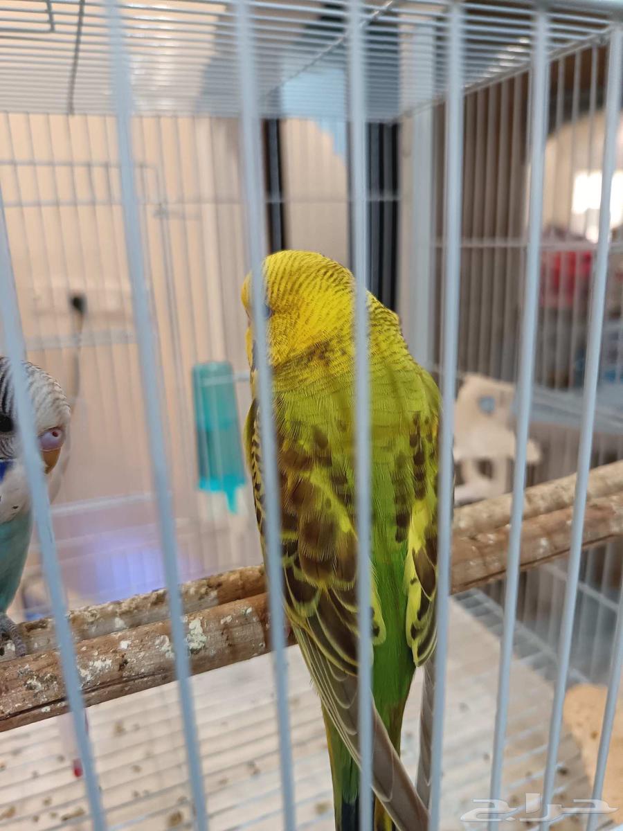 طيور حب بادجي ذكور63722707007233111