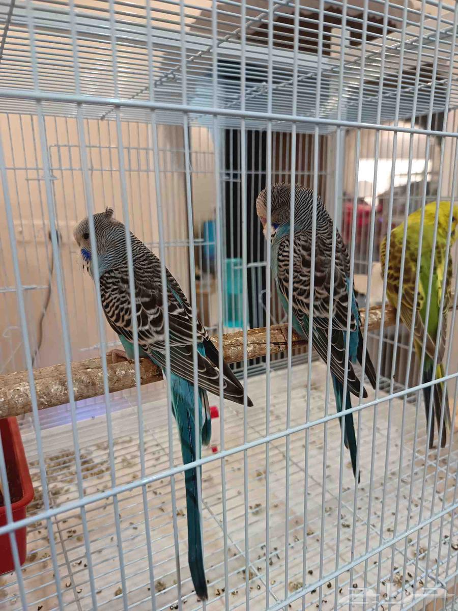 طيور حب بادجي ذكور63722707007233114