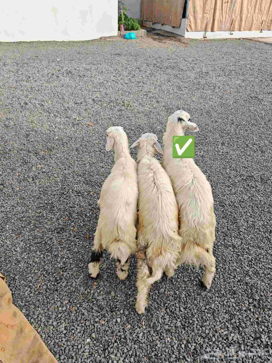 Three sheep frozen in a fridge - (Sold)63713300203009110