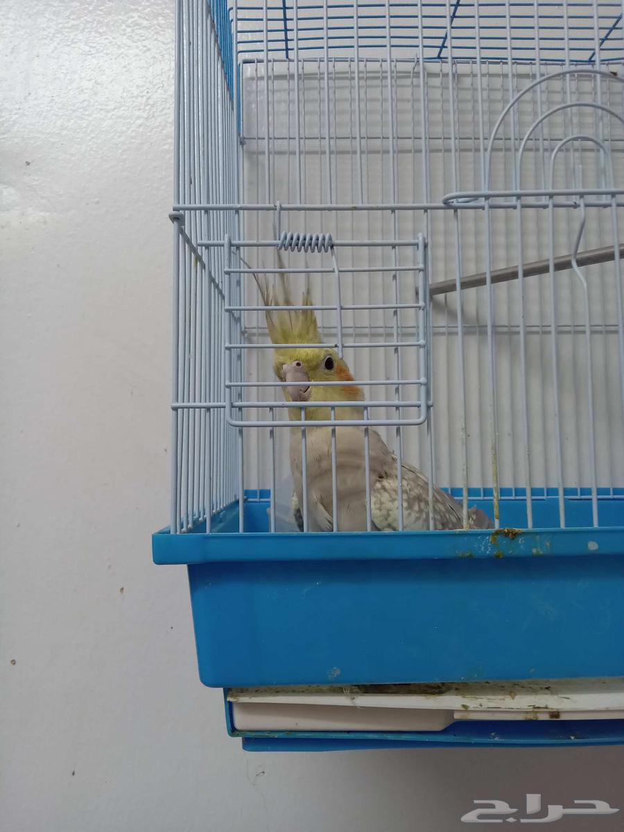 طير كروان أليف للبيع 500 أنثى عمرها شهرين ونص63718930916353111