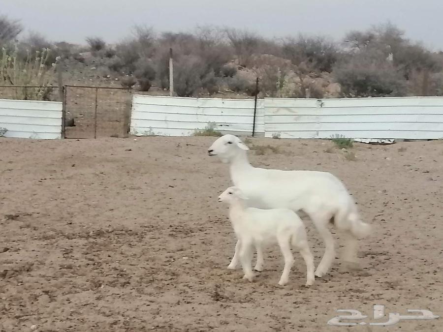رخل حريه خلفه63725537299969114