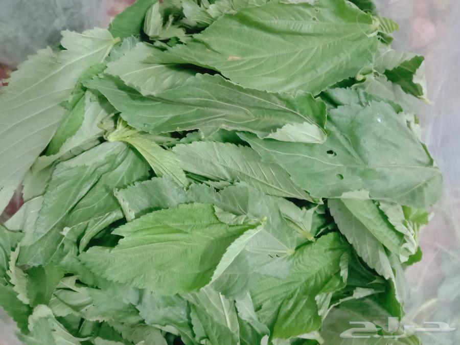 ملوخيه جيزانيه طازجه الكيلو 13ريال شامل التوصيل63721597040002111