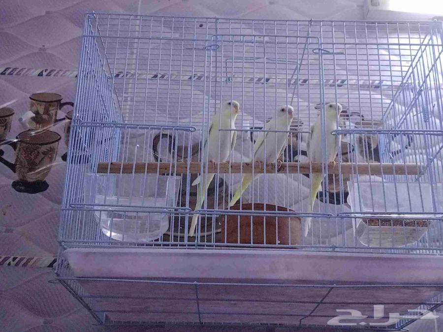 طيور بادجي( للبيع تم البيع 1)63722981324546111