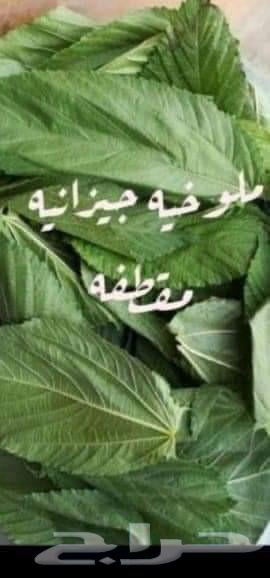 ملوخية جزانية مقطوفة بدون عواد سعر الكيلوة 1363720393363713114