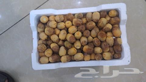 رطب فاخر خلاص روثانا خلاص لحوطه سطل على 18ريال فاخر63723445249153110
