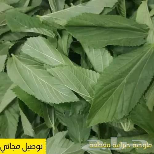 ملوخية جزانية مقطوفة بدون عواد سعر الكيلوة 1363720393363713110