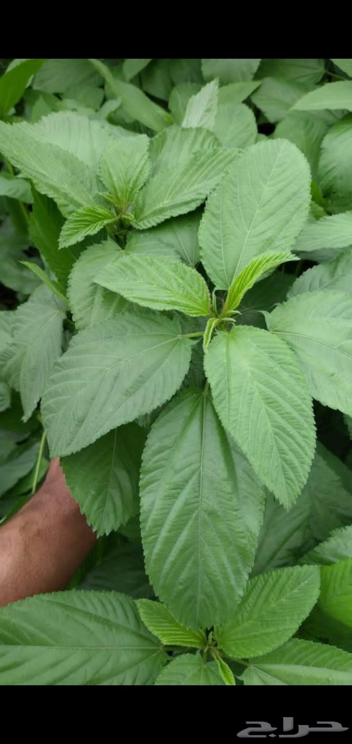 ملوخية جزانية مقطوفة بدون عواد سعر الكيلوة 1363720393363713112