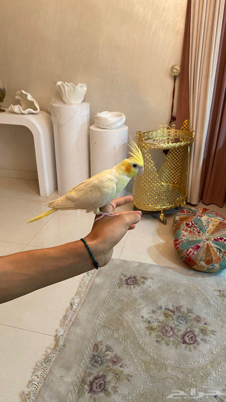 كروان اليف هدد (( تم البيع ))63726821754241110