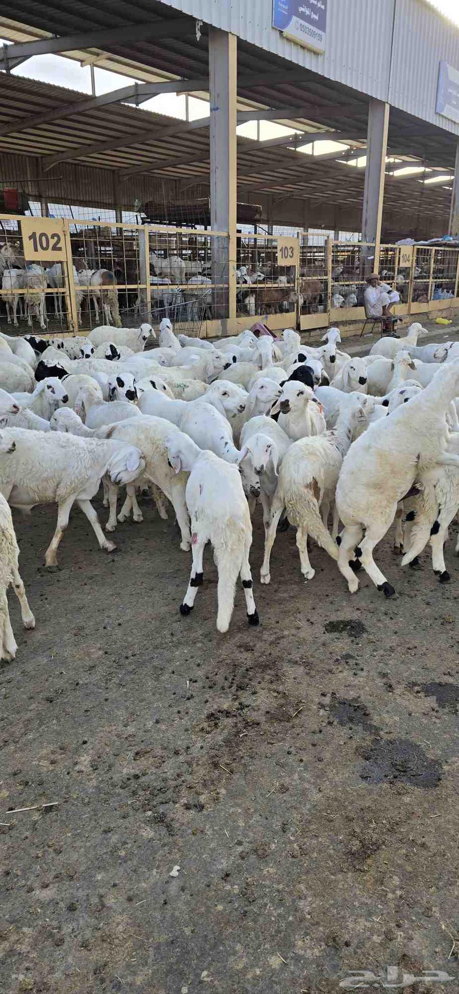نص ذبيحة سواكني تربية ب 690 شامل تصوير ذبح توصيل63721775149954113