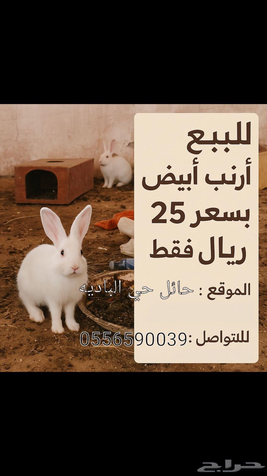 ارنب ابيض للبيع الوحده 2563731901742339110