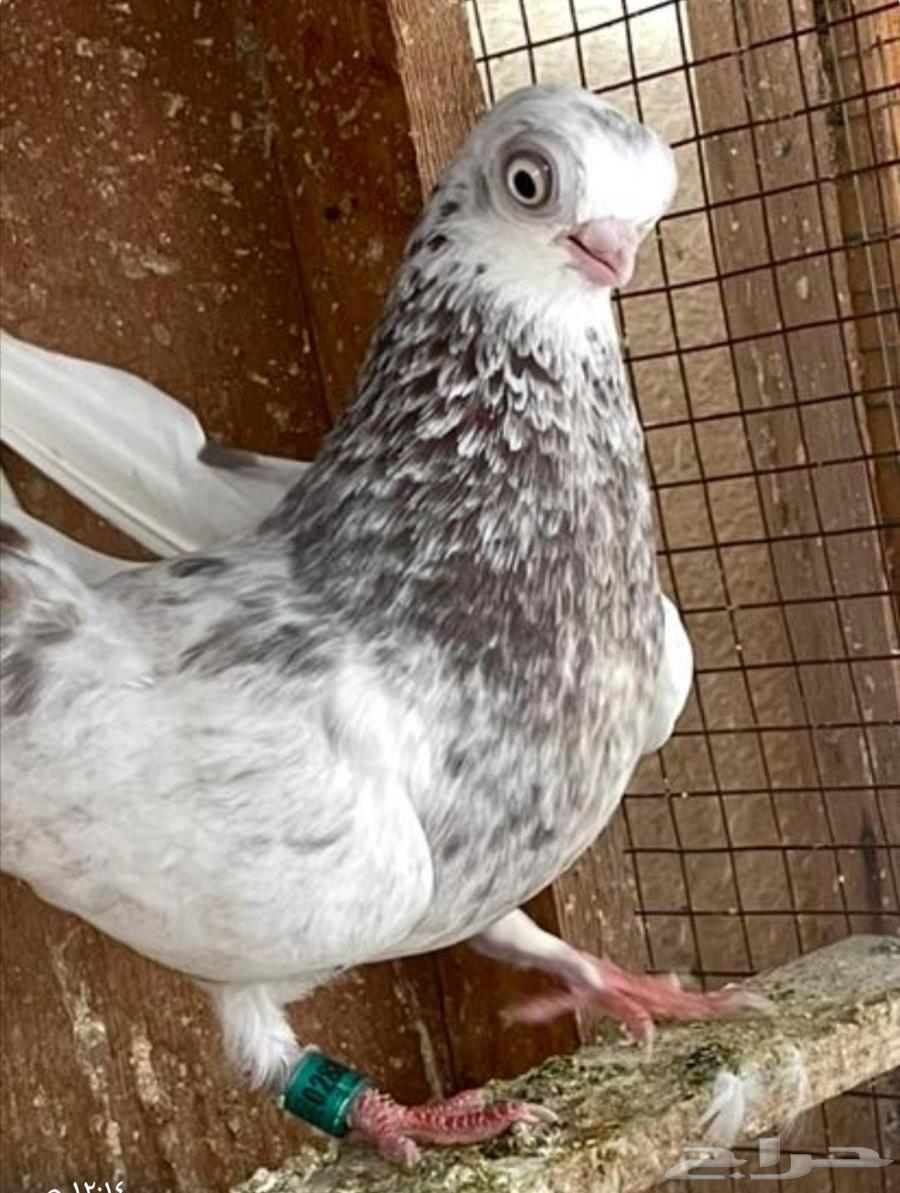 جوز كوري منتج تم اللبيع تم اللبيع تم اللبيع تم اللبيع تم الل63728613163267113