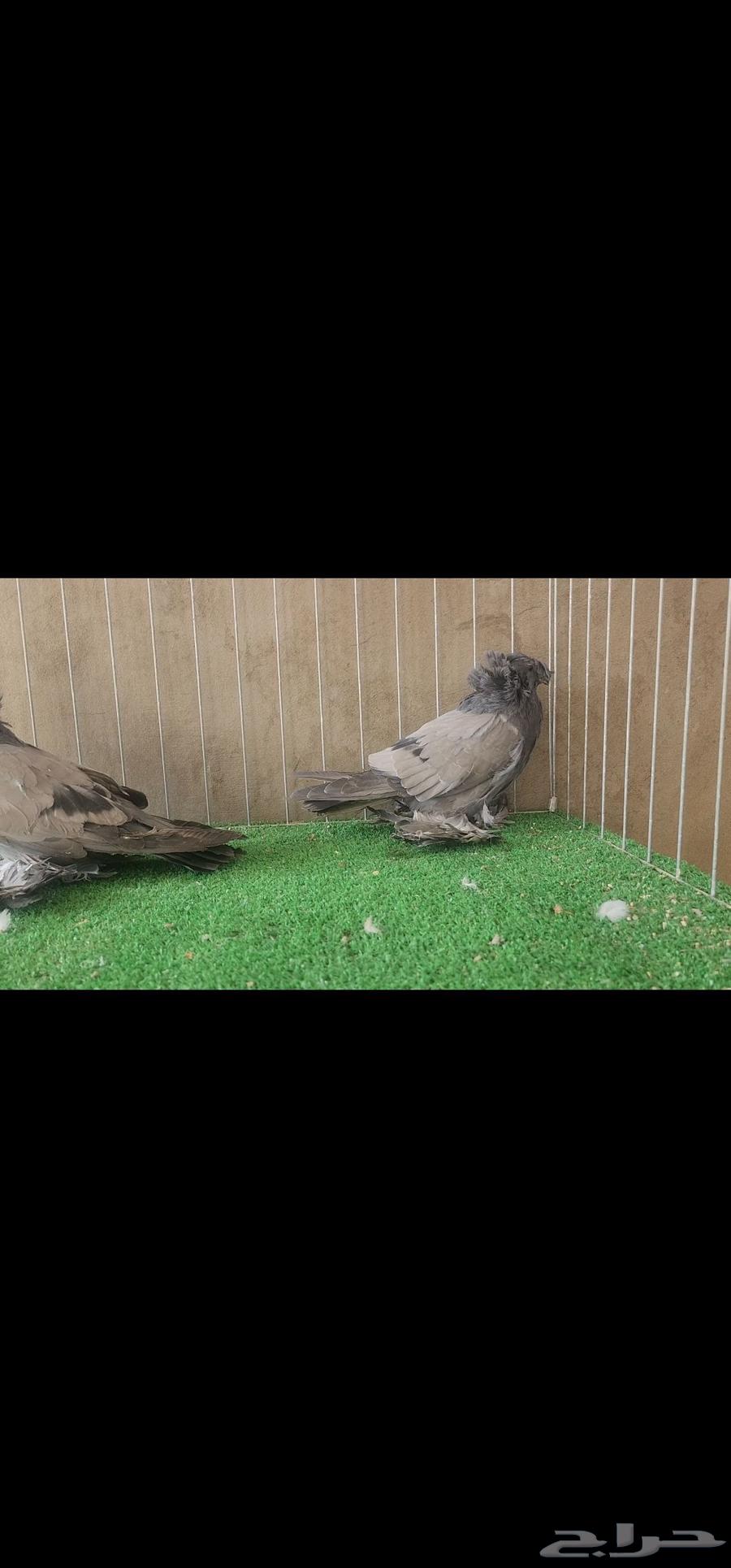للبيع طبه بخارى ( تم البيع )63731530991233111