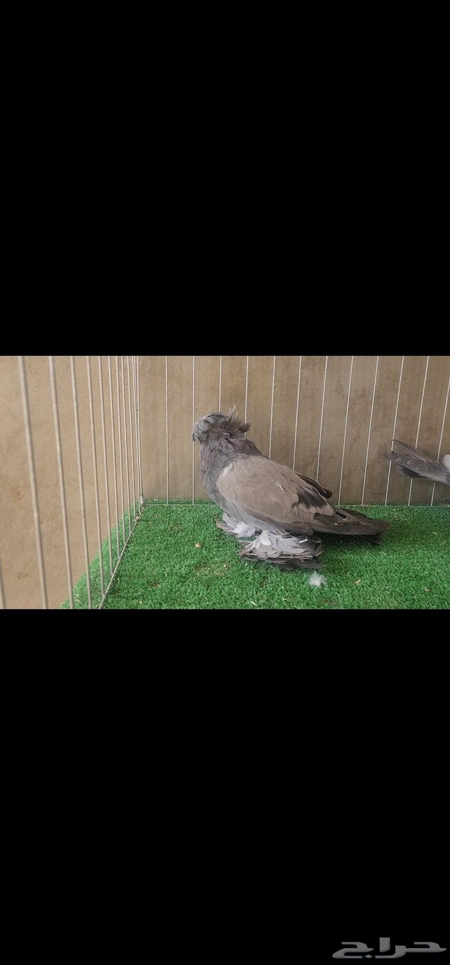 للبيع طبه بخارى ( تم البيع )63731530991233110