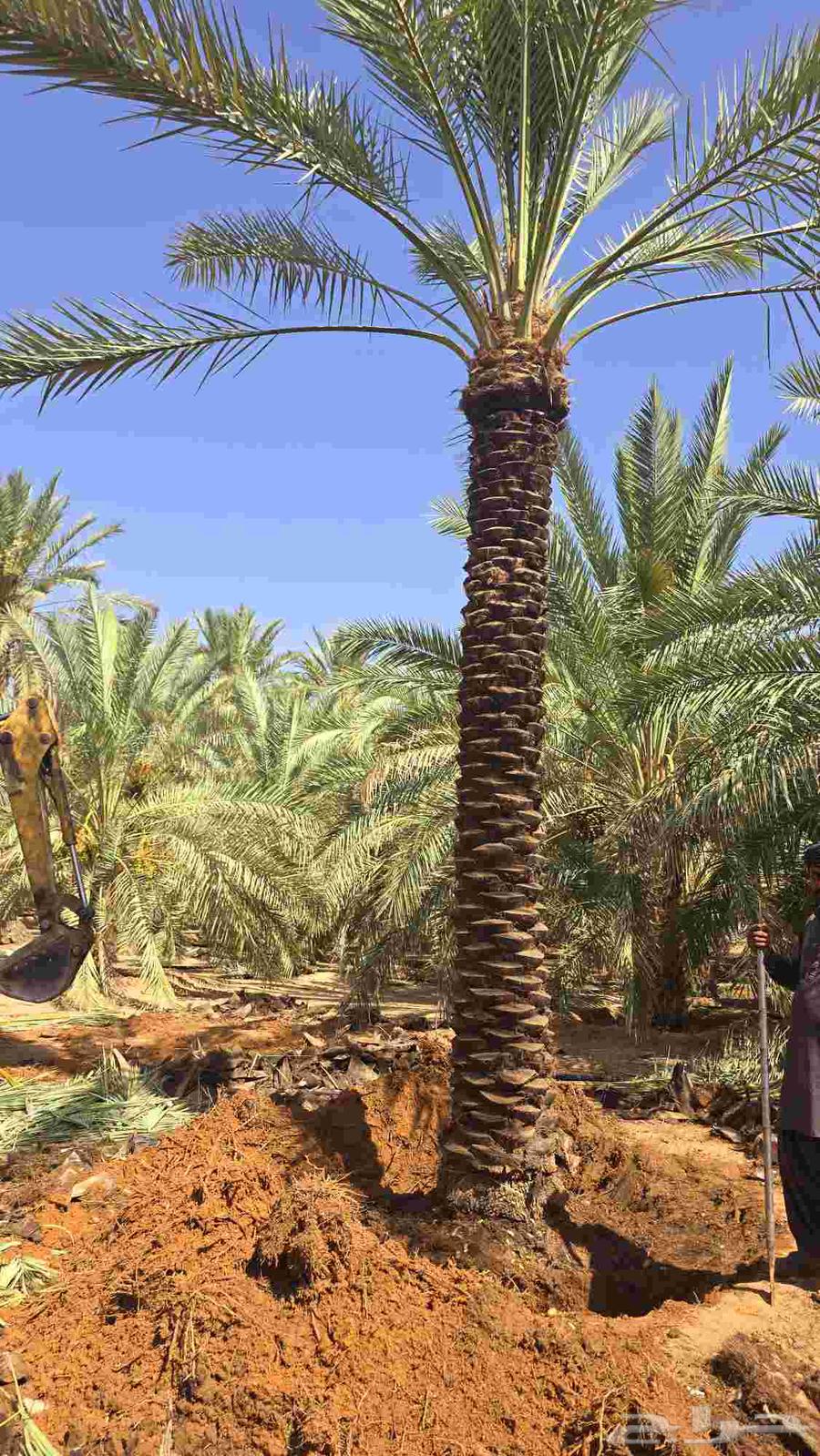 نخل للبيع من اجود مزارع القصيم وبأسعار مناسب كم نقوم بتوصيل63732277485826111