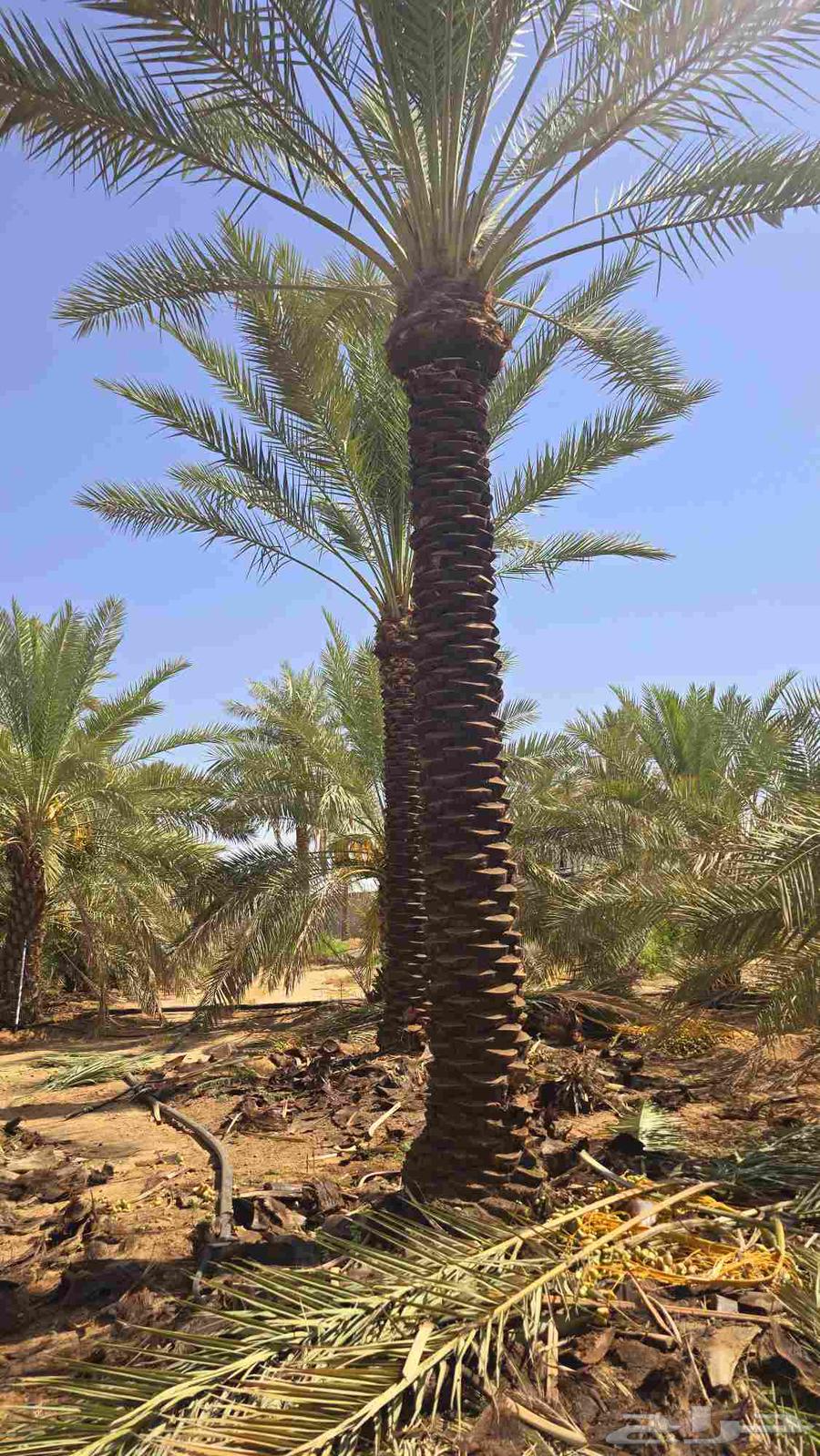 نخل للبيع من اجود مزارع القصيم وبأسعار مناسب كم نقوم بتوصيل63732277485826110