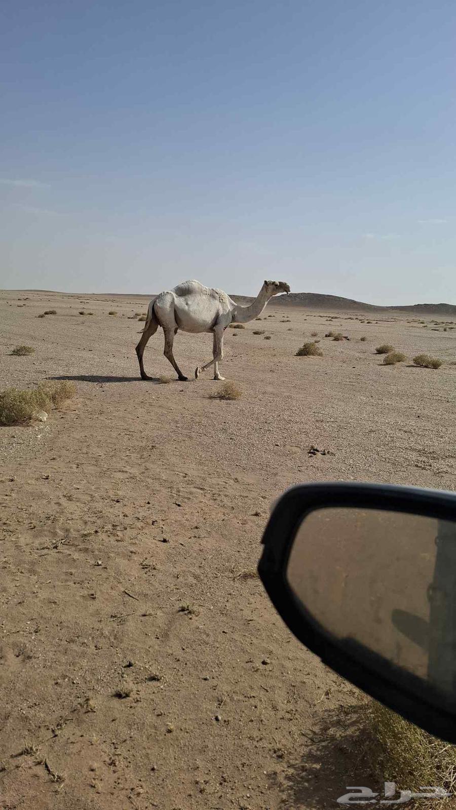 وضحى عشرا للبيع63732369660034110