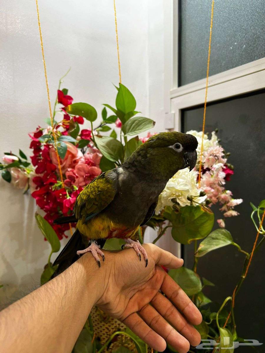 كنيور باتاغوينا أليف وهدد ومتكلم لأهل النوادر63736971113987114