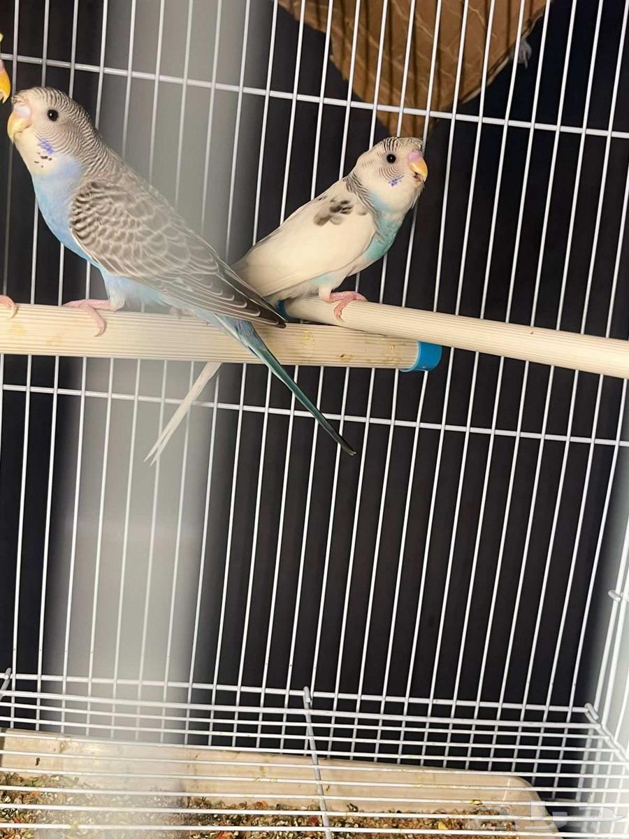 ذكرين بادجي للبيع63736219114371112